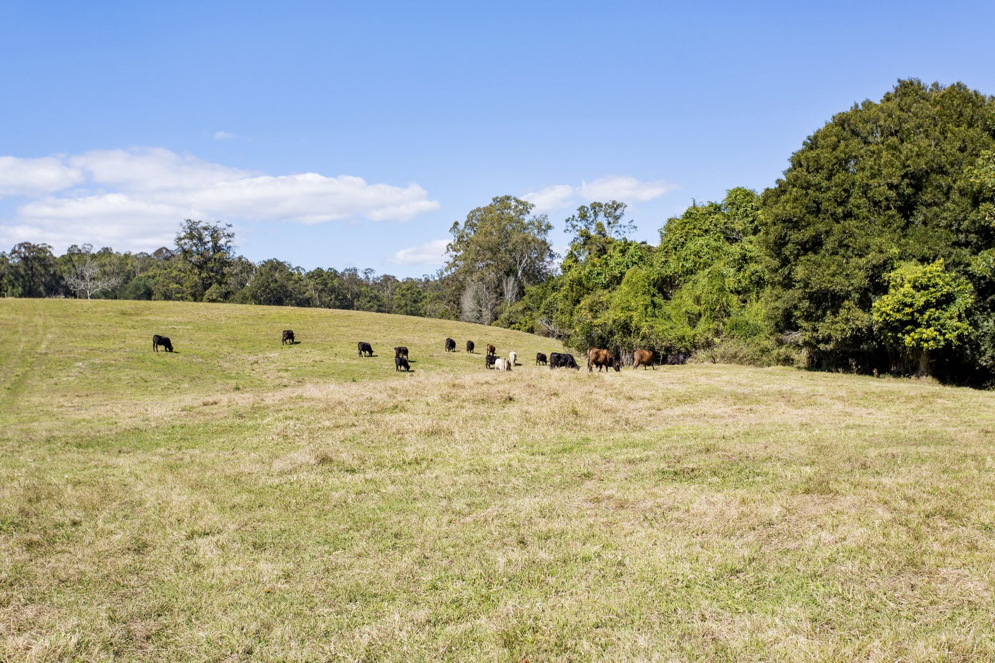 A grassy field with several cows grazing.