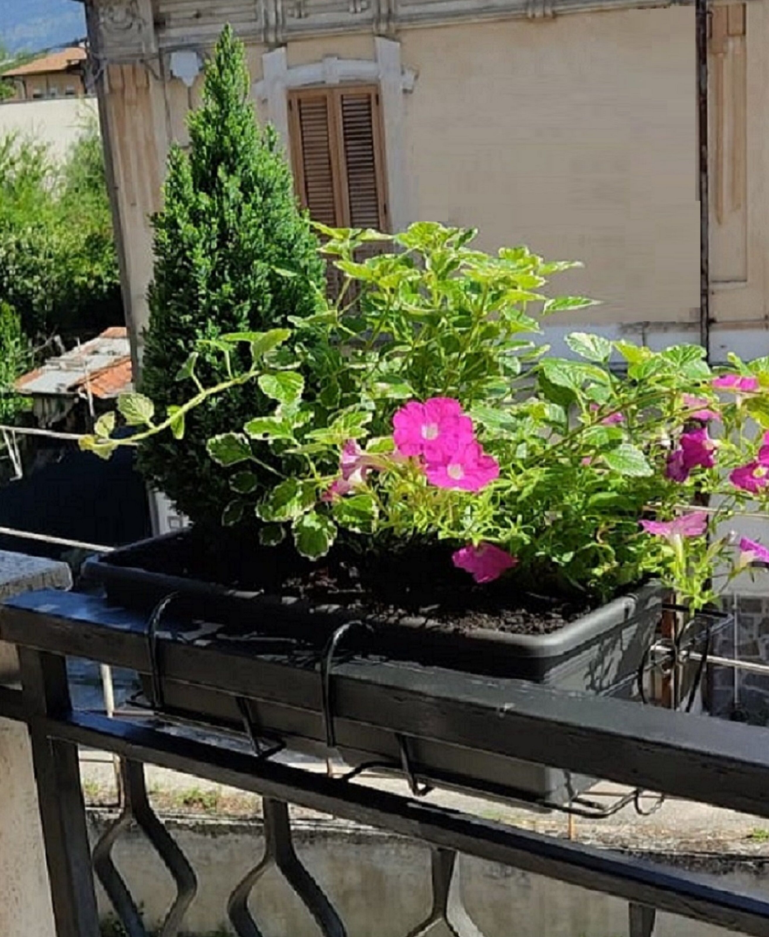 A balcony with a potted plant and a metal railing.