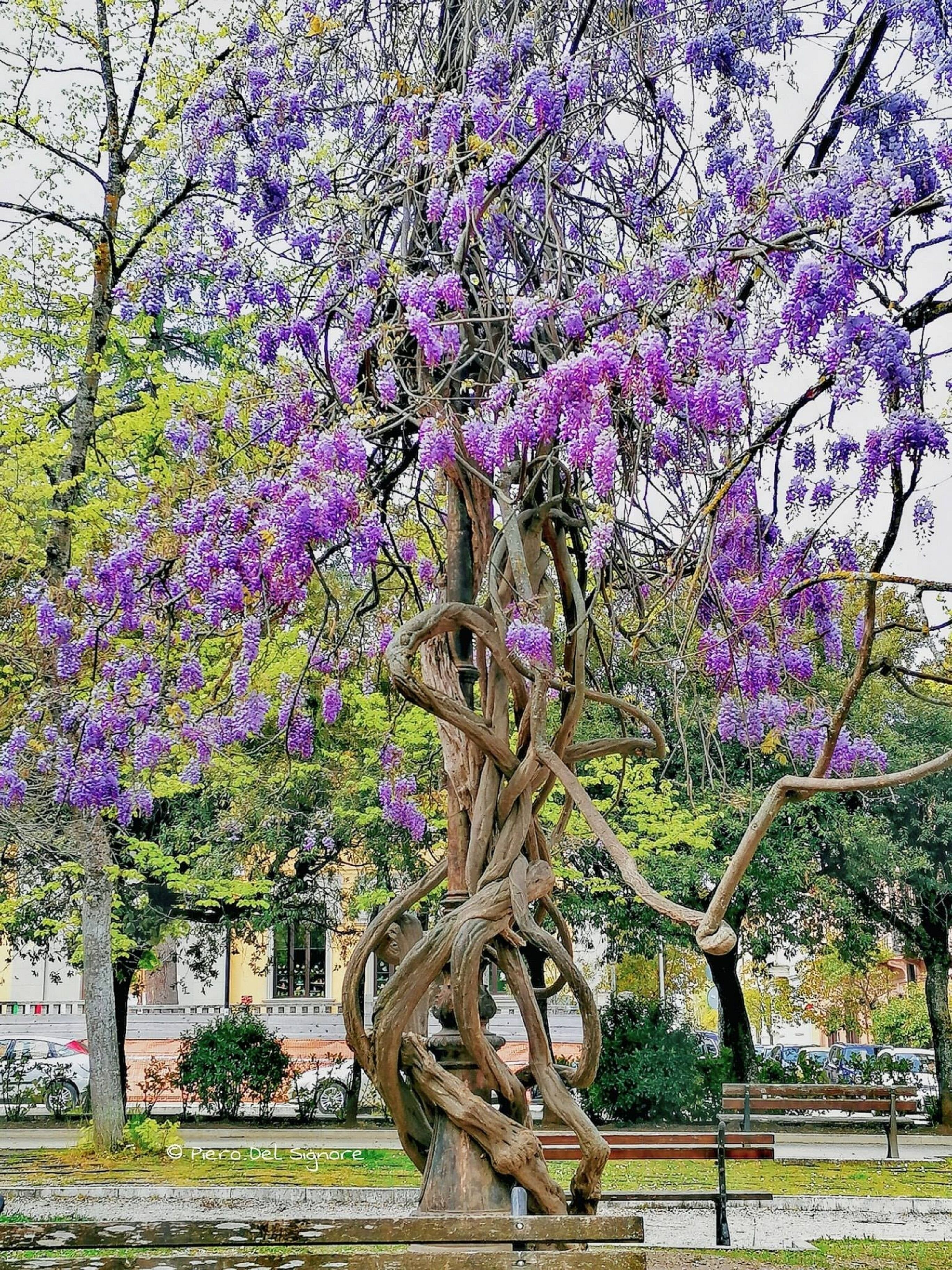 A tree with purple flowers in a park.