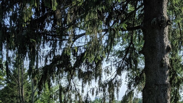 Um parque com uma grande árvore, uma mesa para piquenique e vista para um lago.