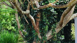 Un árbol de tronco grueso y ramas extendidas, rodeado de vegetación exuberante y un borde de piedra.