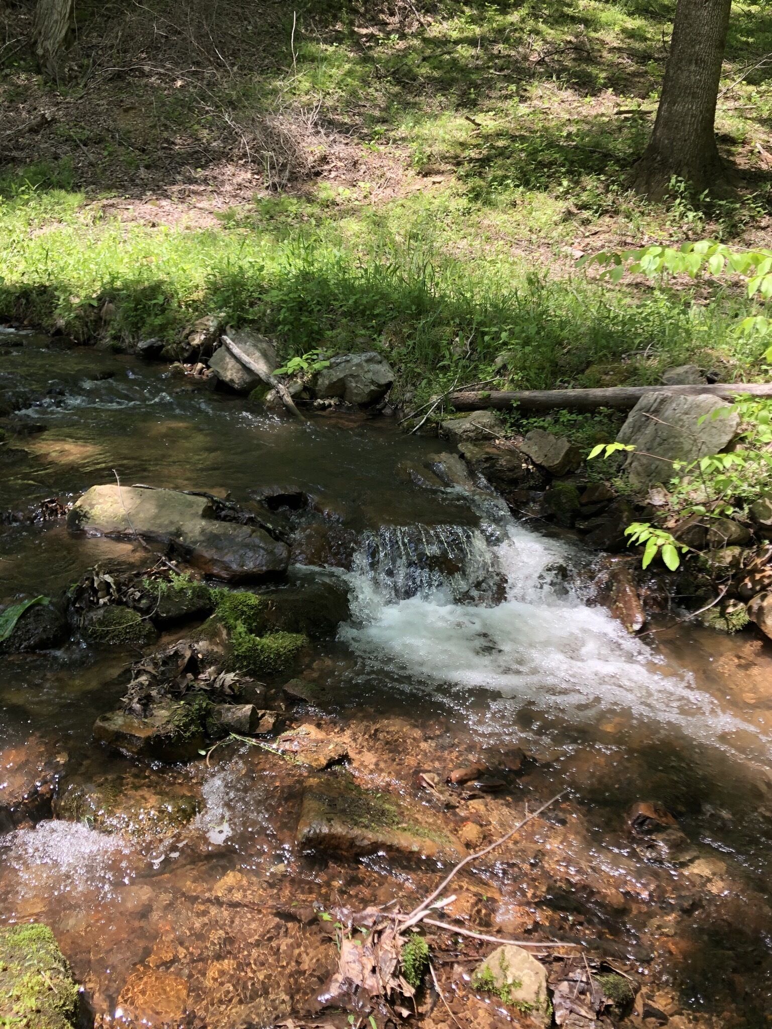 A small stream flowing over rocks in a forested area.