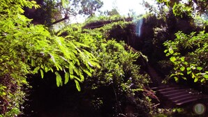 A lush, green forested area with dense foliage and a wooden bridge. - Scenic View Hotel & Resort (Nairobi)