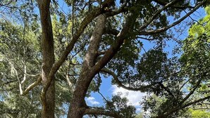 Une maison à l’extérieur en pierre, entourée d’une cour verdoyante et de grands arbres.
