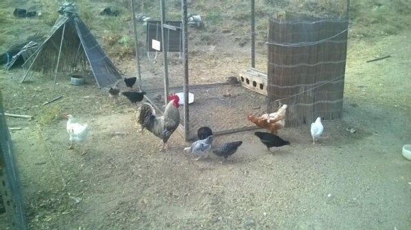 A rural farm with chickens and ducks.