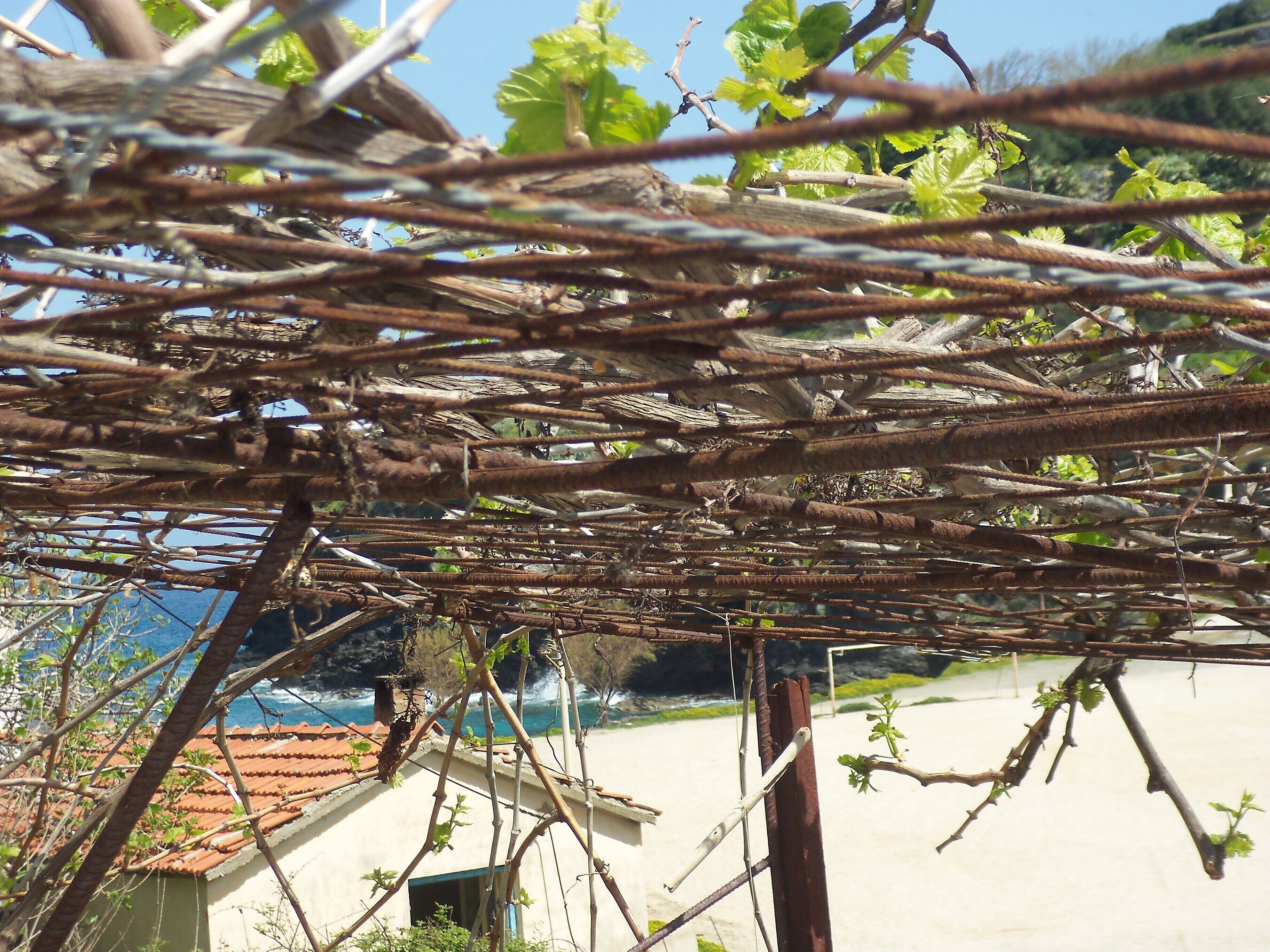 A tangled vine structure with a view of a coastal building and the sea.