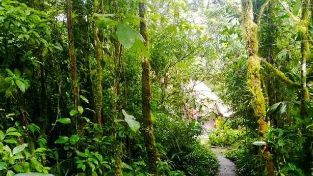 A narrow forest path surrounded by dense greenery and trees. - Cabañas Las Orquideas (Miramar)
