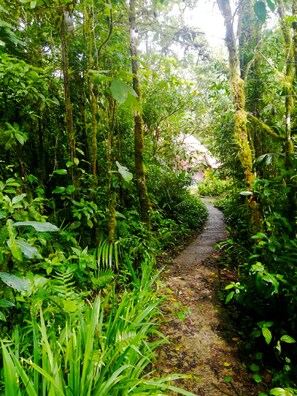 A narrow forest path surrounded by dense greenery and trees. - Cabañas Las Orquideas (Miramar)