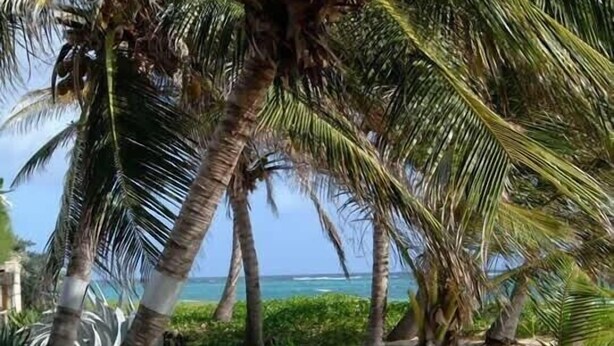 A beach scene with palm trees and a boat. - Seabreeze Villa: Best rates. Charming, bright & spacious. Truly a home from home (Atlantic Shores)