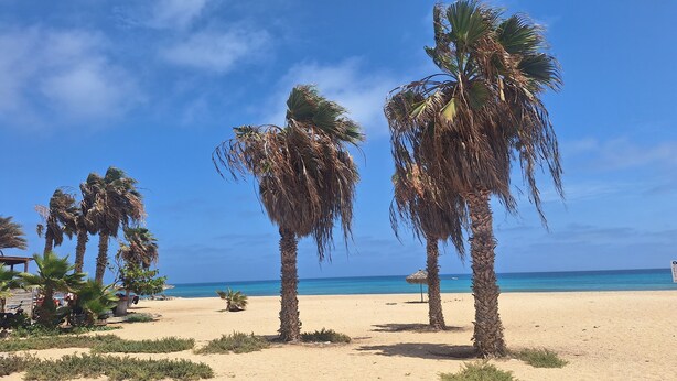 Ein Strand mit Palmen, einem klaren Himmel und dem Meer im Hintergrund.