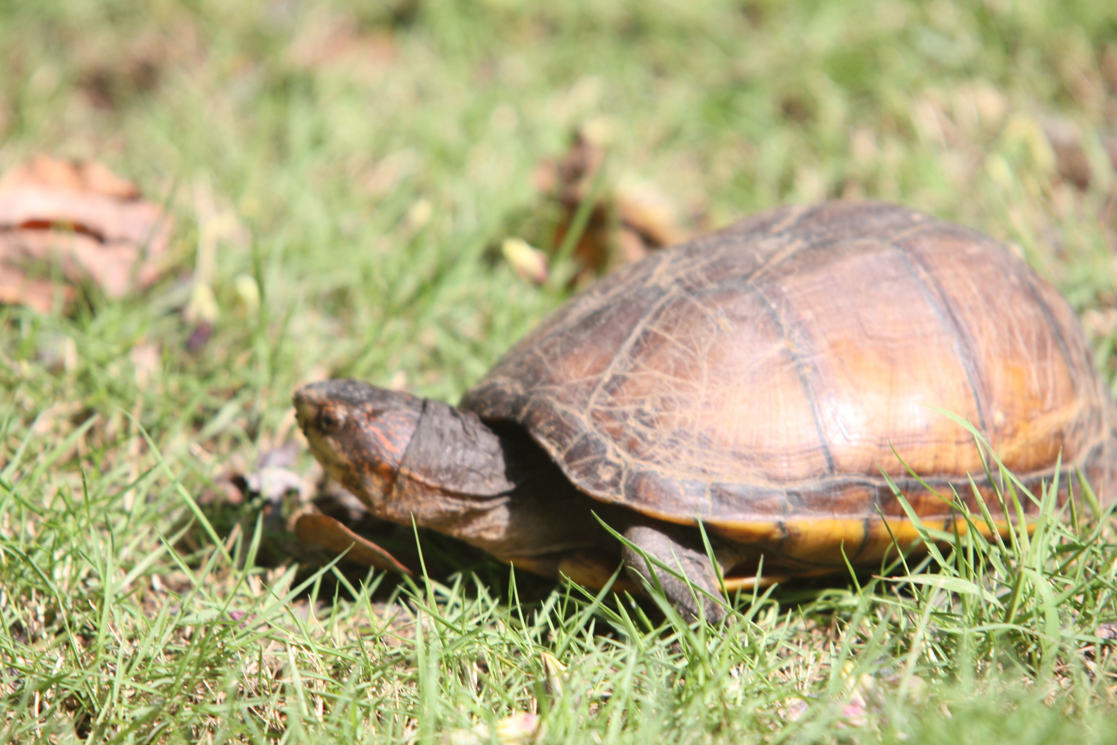 A turtle on grass.