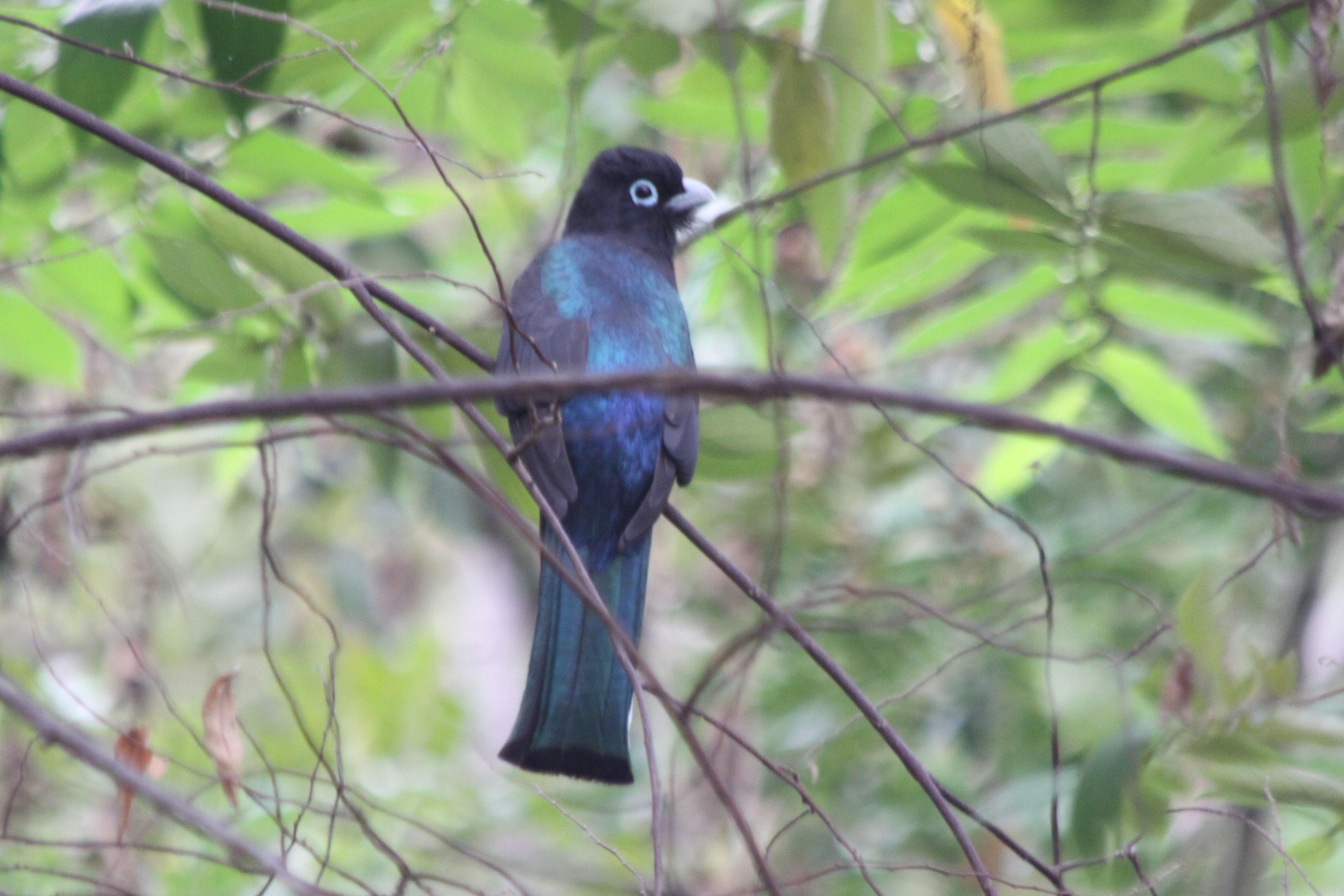 A bird perched on a branch.