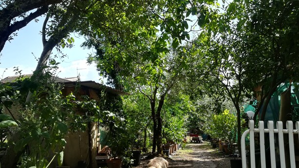 Un étroit sentier de terre, bordé d’arbres et de plantes en pot, mène à un bâtiment dont le toit est recouvert de tuiles.
