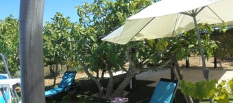 Silence of the Birds