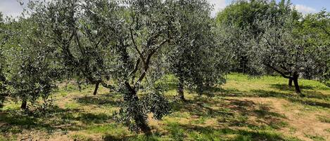 Áreas de la propiedad