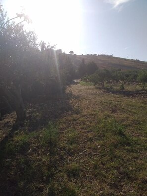 Un paysage rural avec un champ d’herbe, des arbres et une colline en arrière-plan.