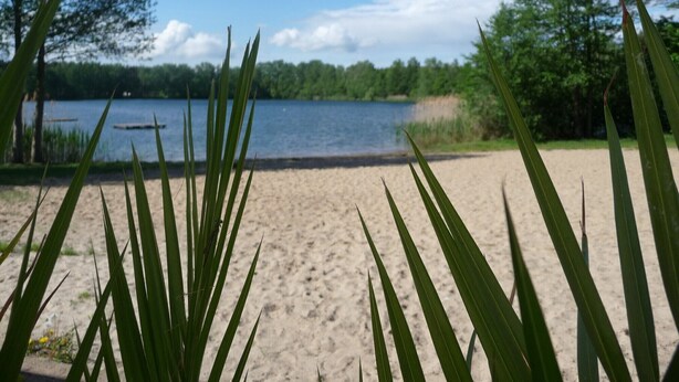 A sandy beach with green foliage in the foreground, a lake, and trees in the background.