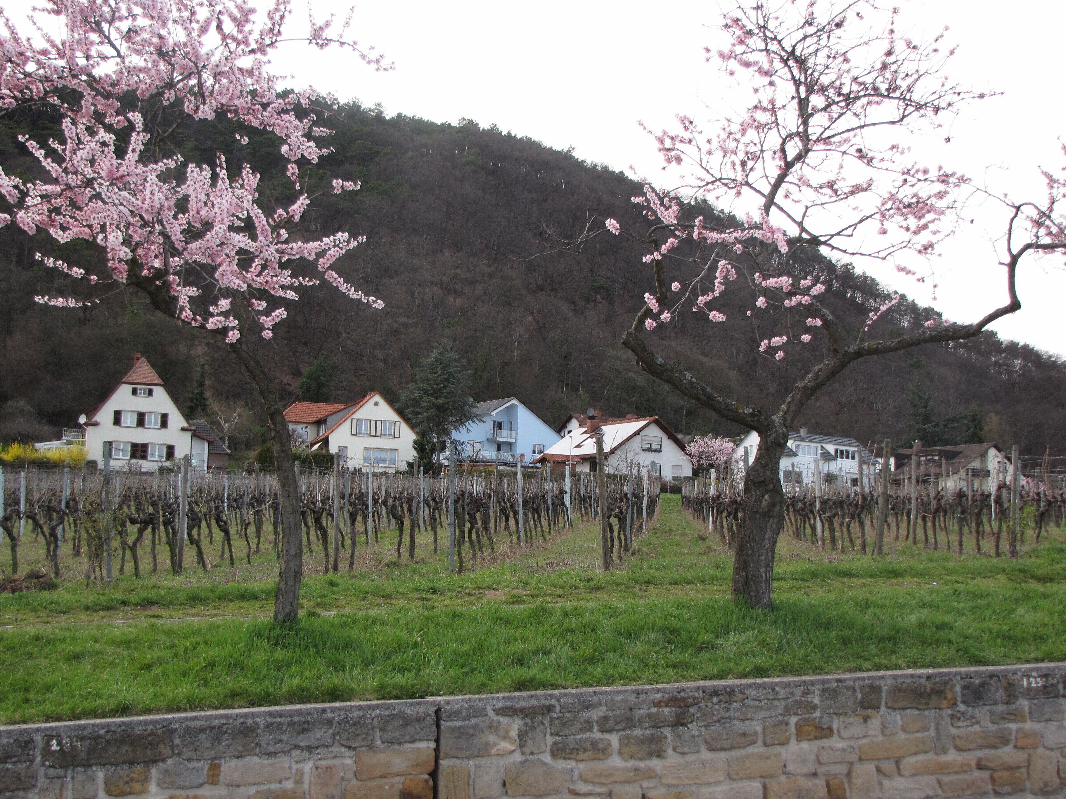 A vineyard with rows of grapevines and houses in the background.