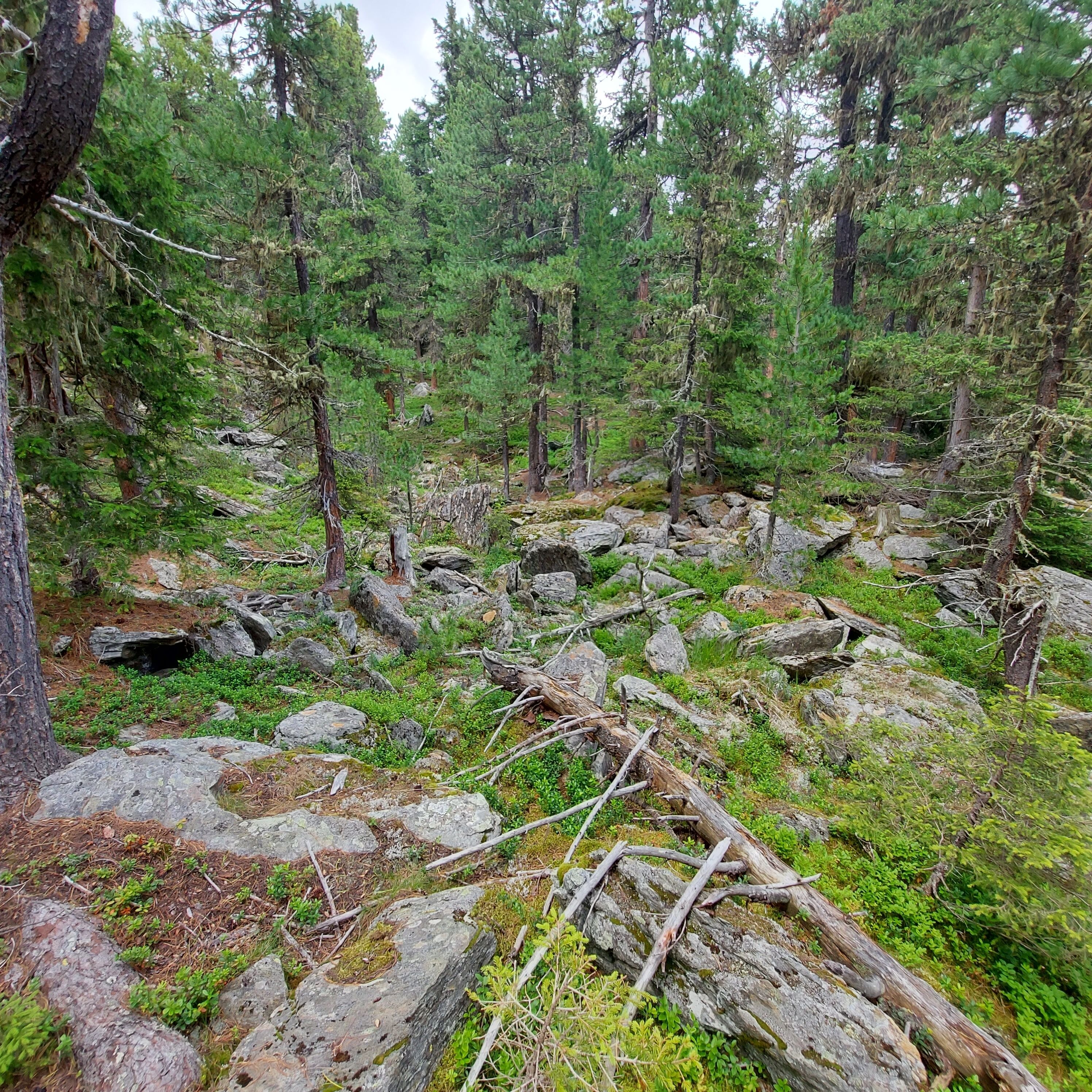 Metsäinen alue, jossa on tiheää puustoa, kivikkoista maastoa ja maahan kaatunut puu.