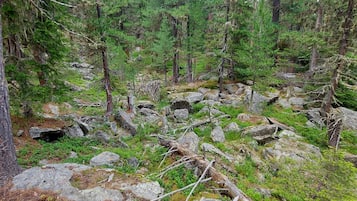 Metsäinen alue, jossa on tiheää puustoa, kivikkoista maastoa ja maahan kaatunut puu.