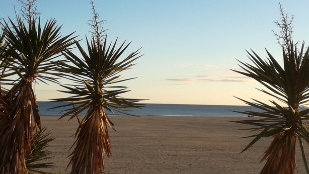 A beach with palm trees and a clear sky.