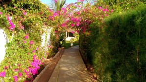 A pathway flanked by lush greenery and vibrant pink flowers, leading to a building with a white facade. - Villa pirogue: The huts of Saly (M bour)
