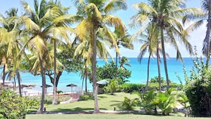 Guests can enjoy a serene beachfront setting with a lawn area, palm trees, and a deck overlooking the ocean.