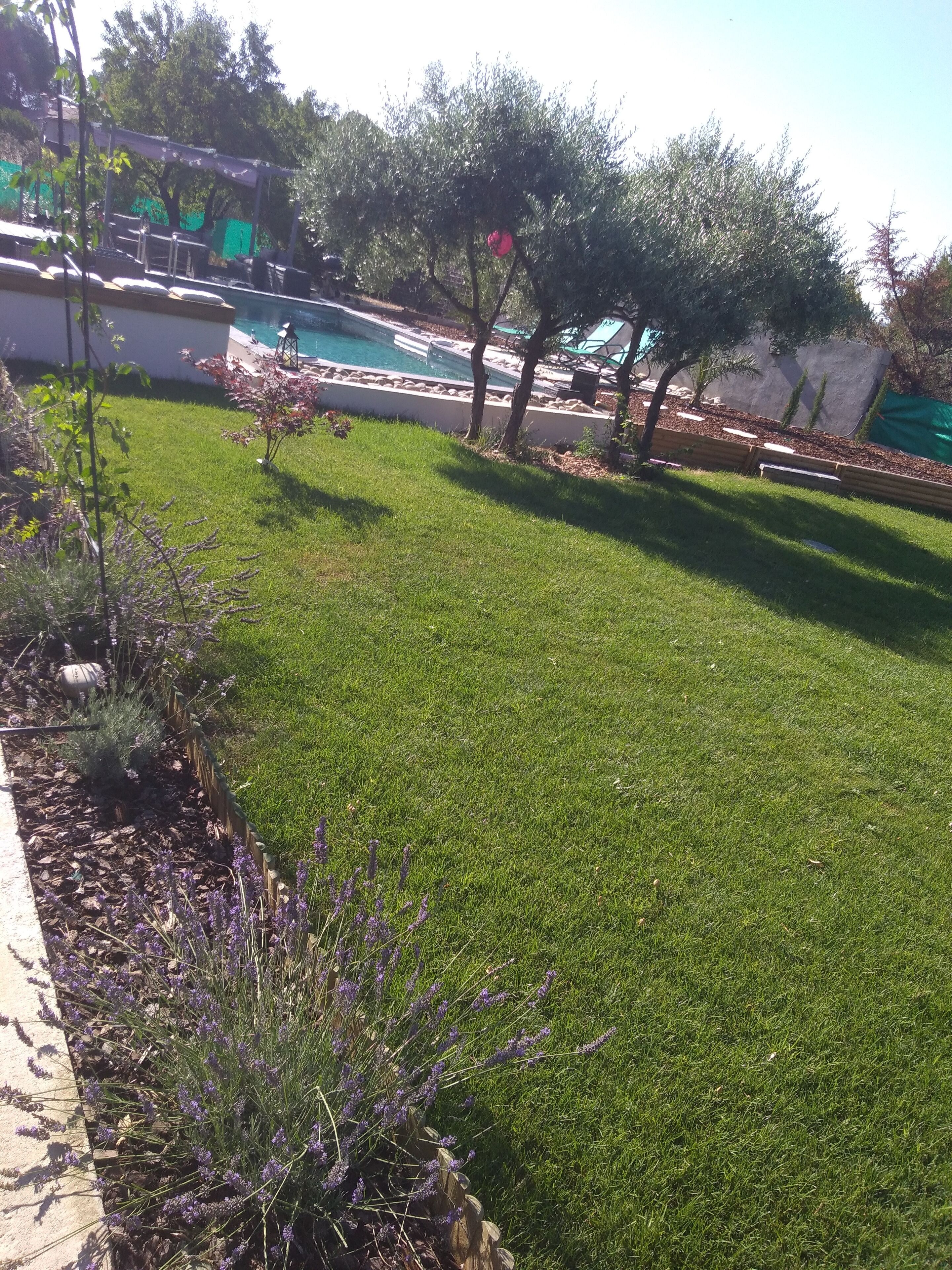 A well-maintained lawn with a pool and lounge chairs.