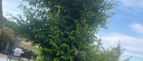 A tree with dense foliage in a landscaped area.