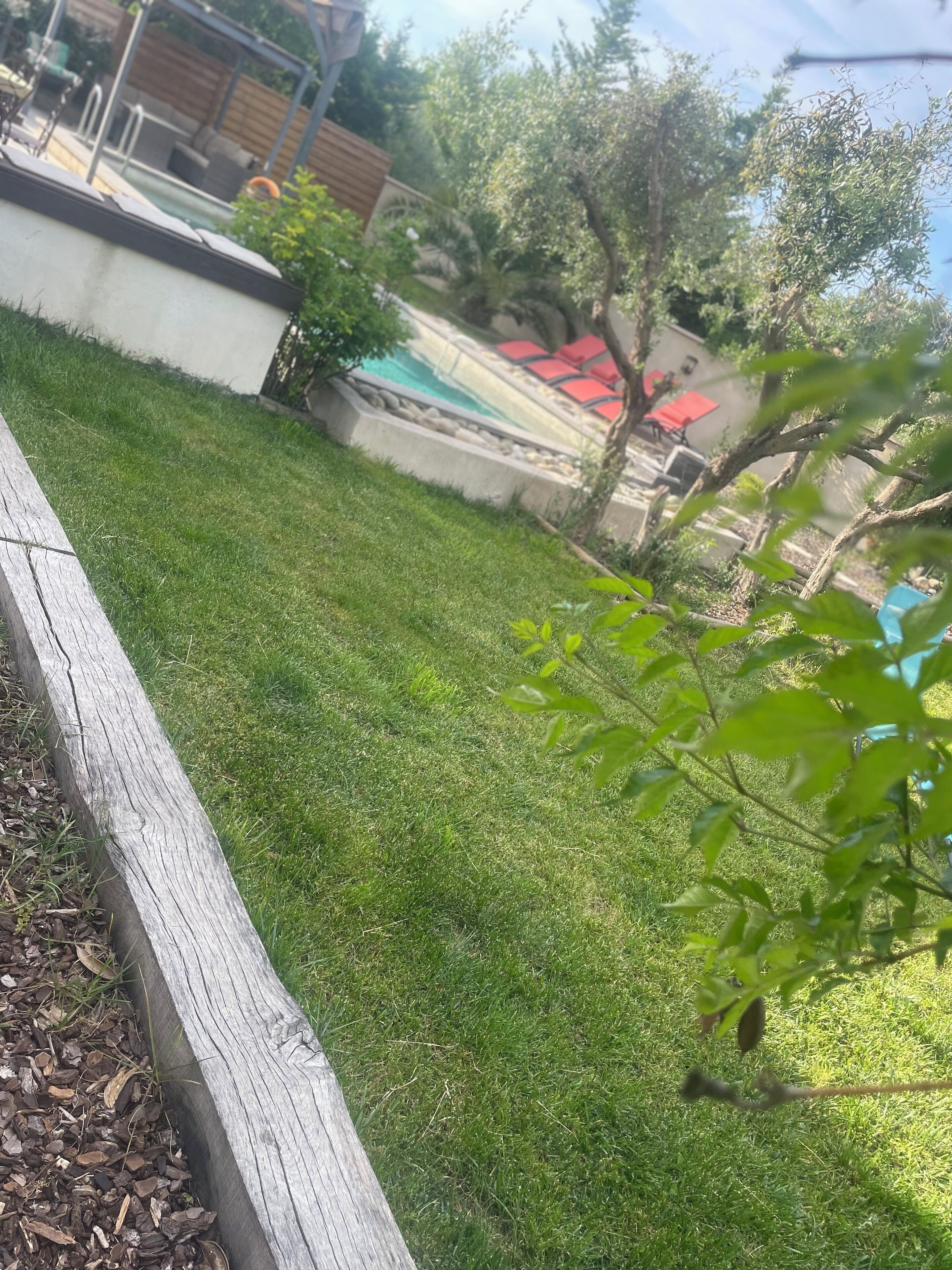 A well-maintained grassy area with a wooden border, a pool, and red lounge chairs in the background.