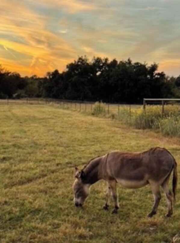 A horse grazing in a grassy field with a fence in the background.