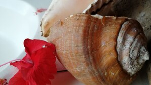 A close-up of a snail shell with a red flower on a white surface. - Casa Pitaya chalet house (Delicias de Cobano)