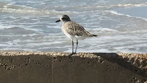 Un uccello su una sporgenza di cemento vicino all'acqua.