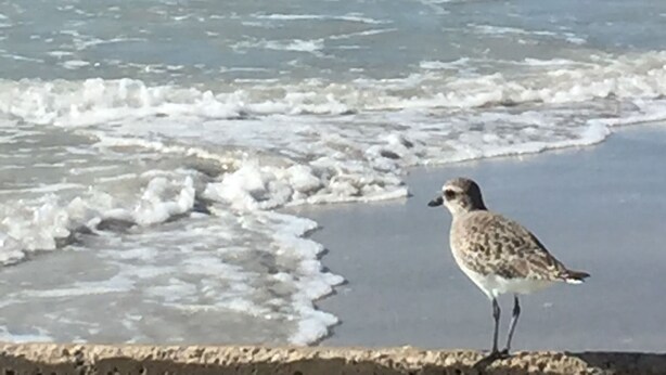 Una spiaggia con onde e un uccello in piedi sulla sabbia.