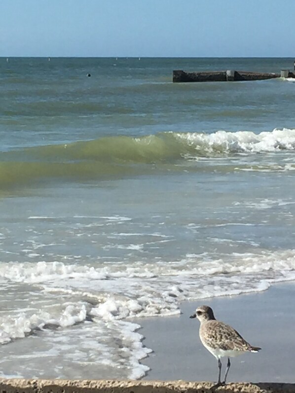 Beach - beach Rental on jersey shore (Lavallette)