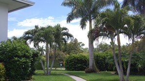 A well-maintained garden with palm trees, a pathway, and a variety of shrubs.