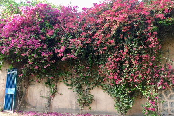 The Property.
Lush Green and Blooming.