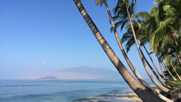 Ein Strand mit Palmen und einem Berg im Hintergrund.