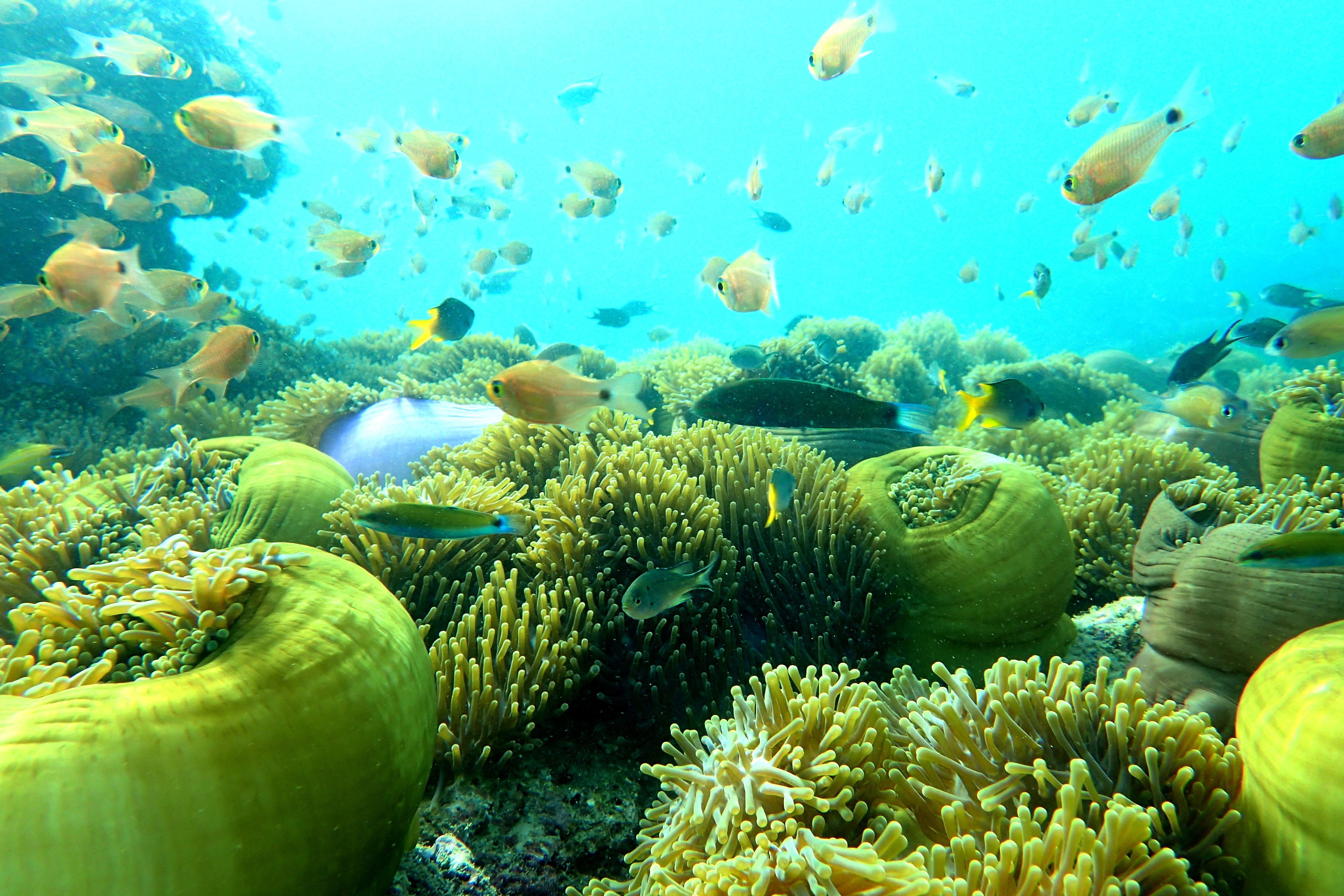 An underwater scene with various fish and coral formations.