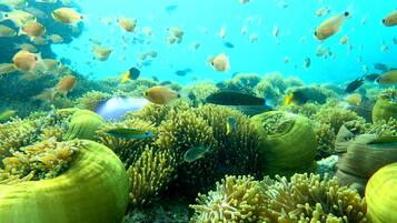 An underwater scene with various fish and coral formations.