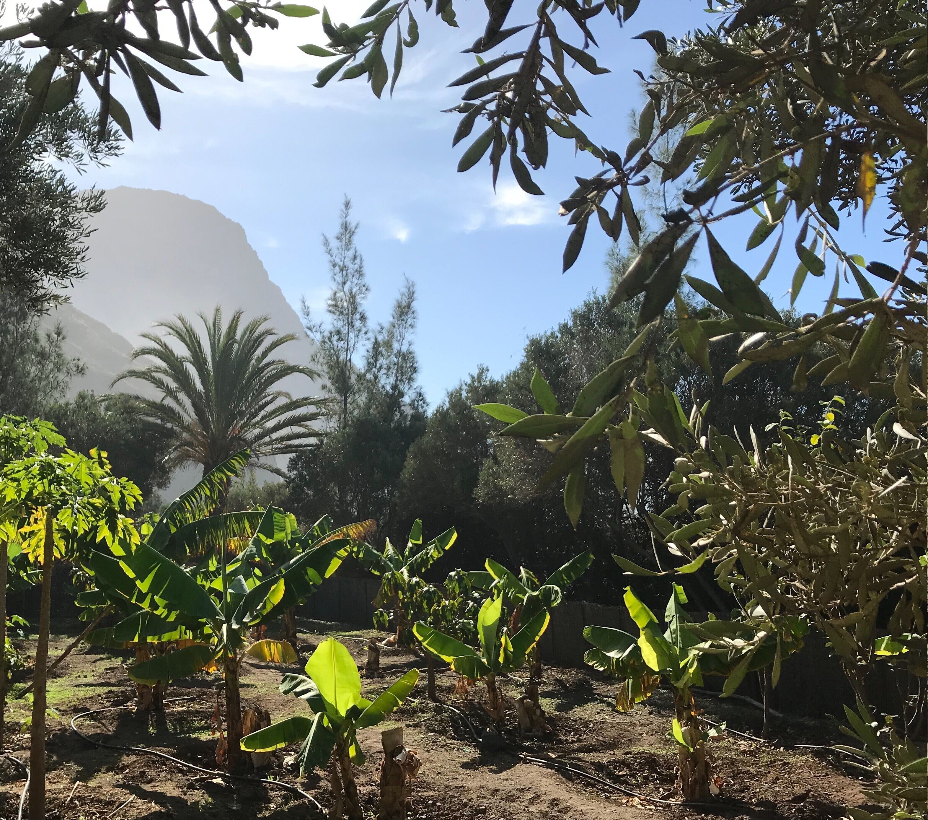 Foto - Redondo de Guayedra