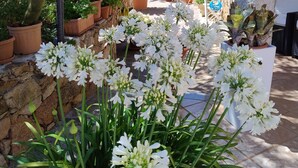 A garden with white flowers, potted plants, and a stone wall. - Aquamarine villa with garden and wifi (San Teodoro)