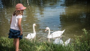 A person standing by a calm body of water with swans.