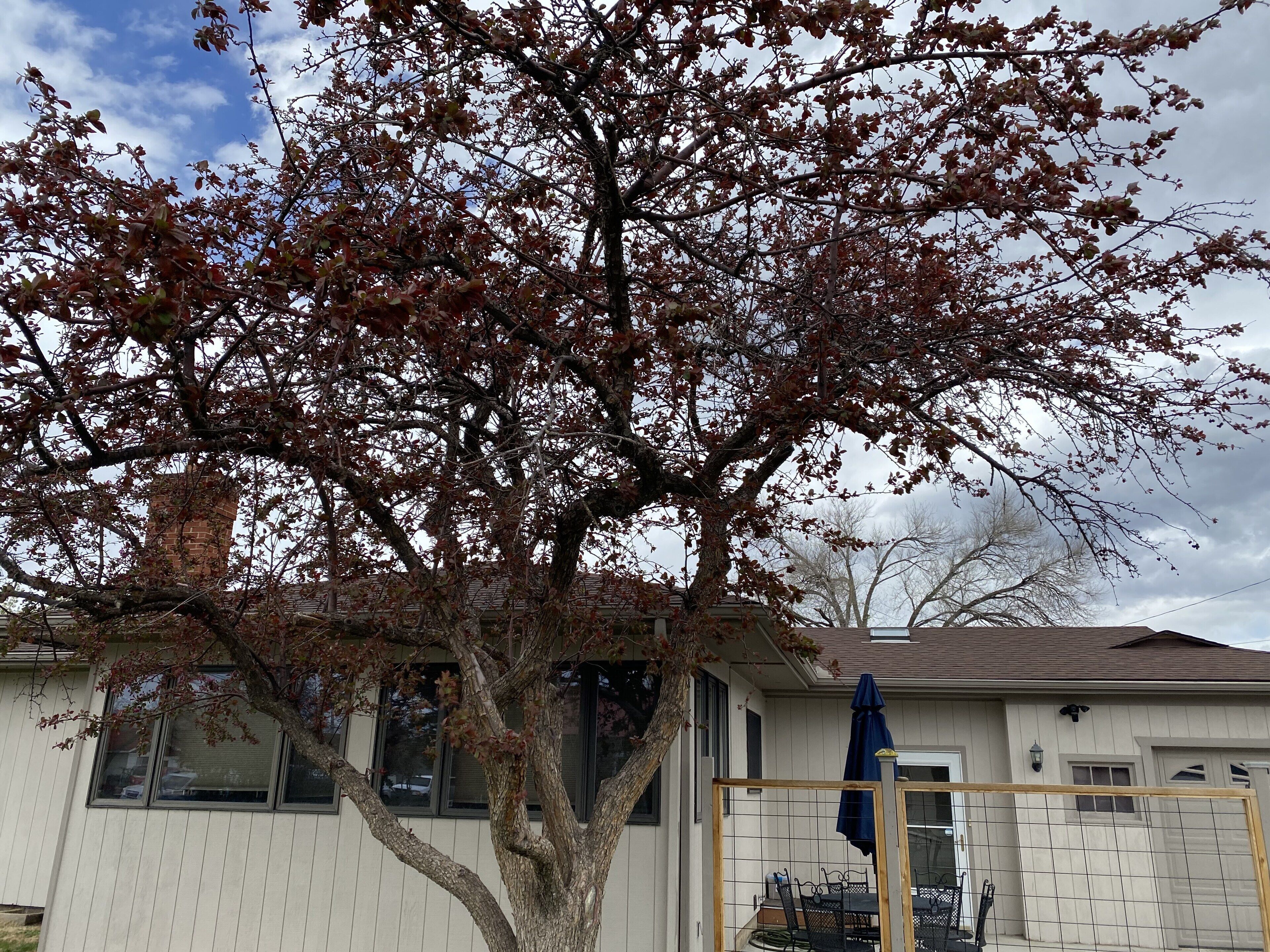 Uma árvore com folhas vermelhas em frente a uma casa com porta de garagem e um espaço de varanda coberto.