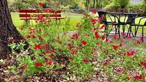 A garden area with a bench and a table. - Clara's house at Homestead B&B (Dripping Springs,)