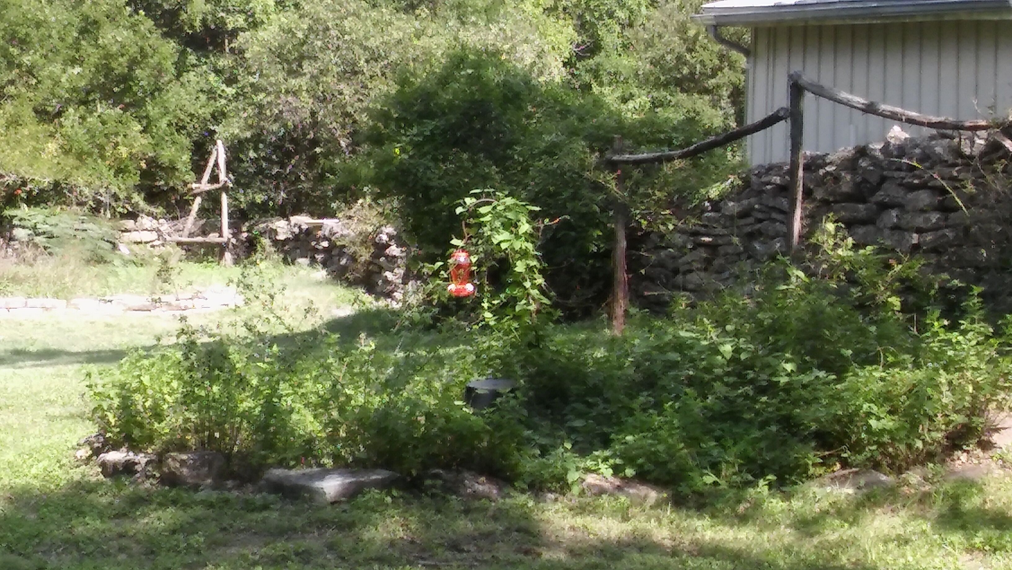 A garden with a small pond, dense foliage, and a stone wall.