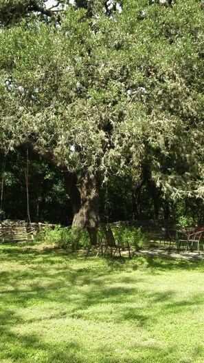 Property grounds - Clara's house at Homestead B&B (Dripping Springs,)