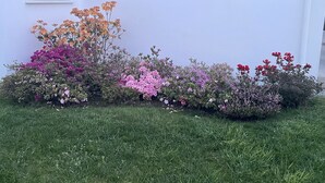 Een tuin met diverse bloeiende struiken en een wit gebouw op de achtergrond.
