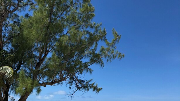 Una playa con aguas turquesas cristalinas, un gran árbol y una orilla de arena blanca.