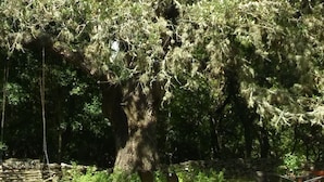 A large tree in a grassy area with a swing set and chairs nearby. - Butler Cabin at The Homestead B&B  (Dripping Springs,)
